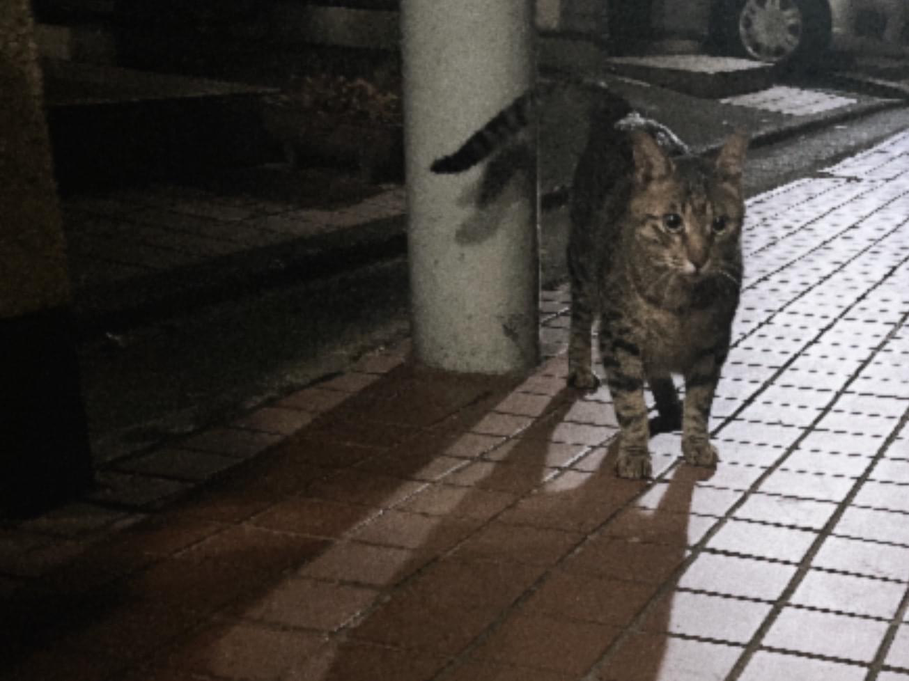 目撃された猫