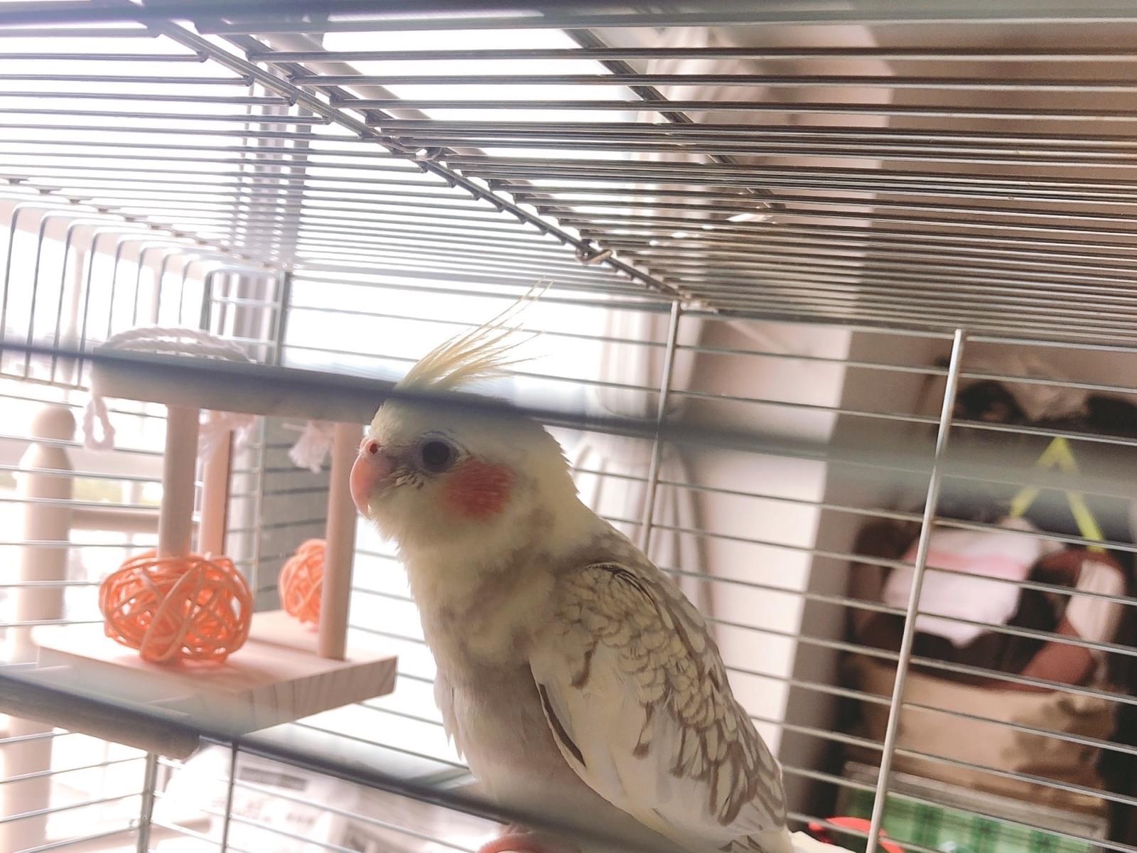 くぅちゃん くぅちゃん