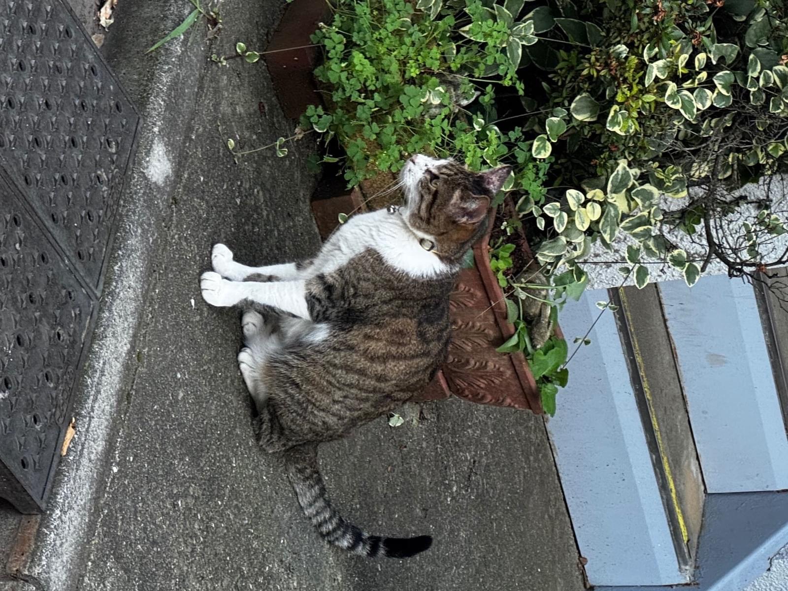 目撃された猫