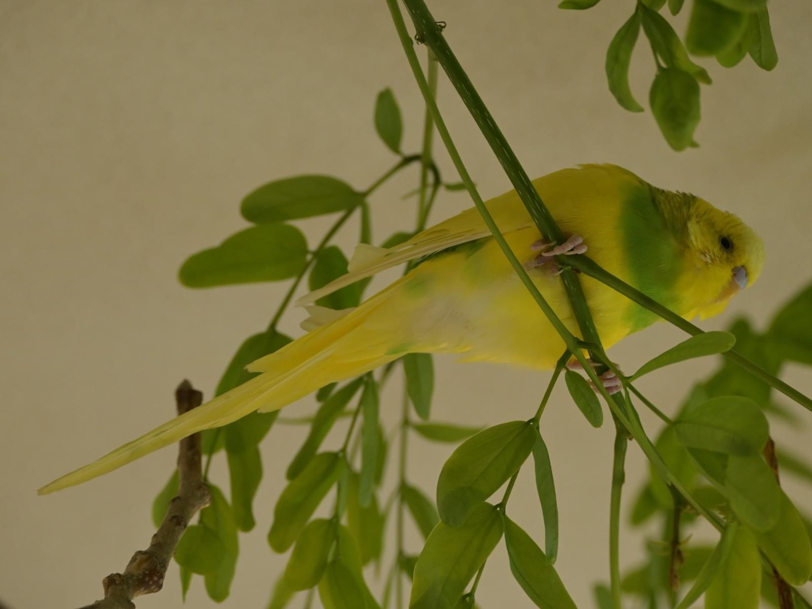 保護された鳥 保護された鳥