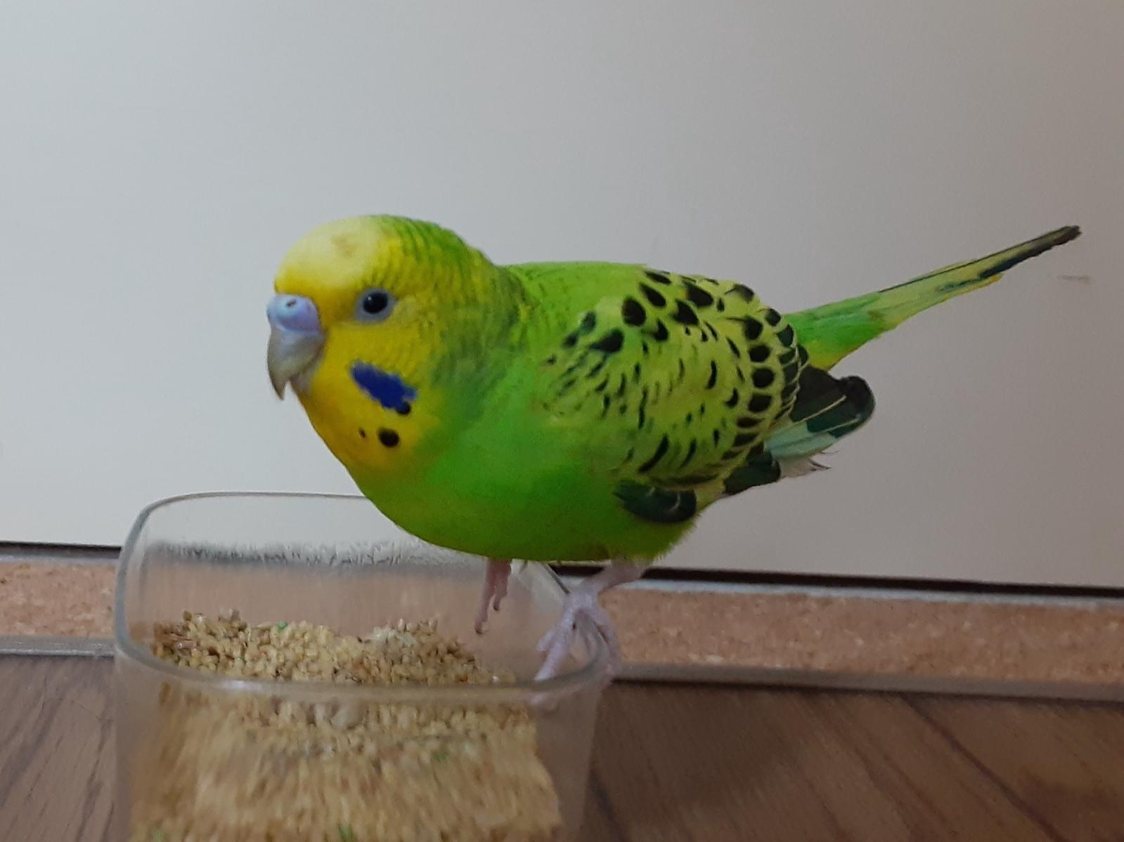 保護された鳥 保護された鳥