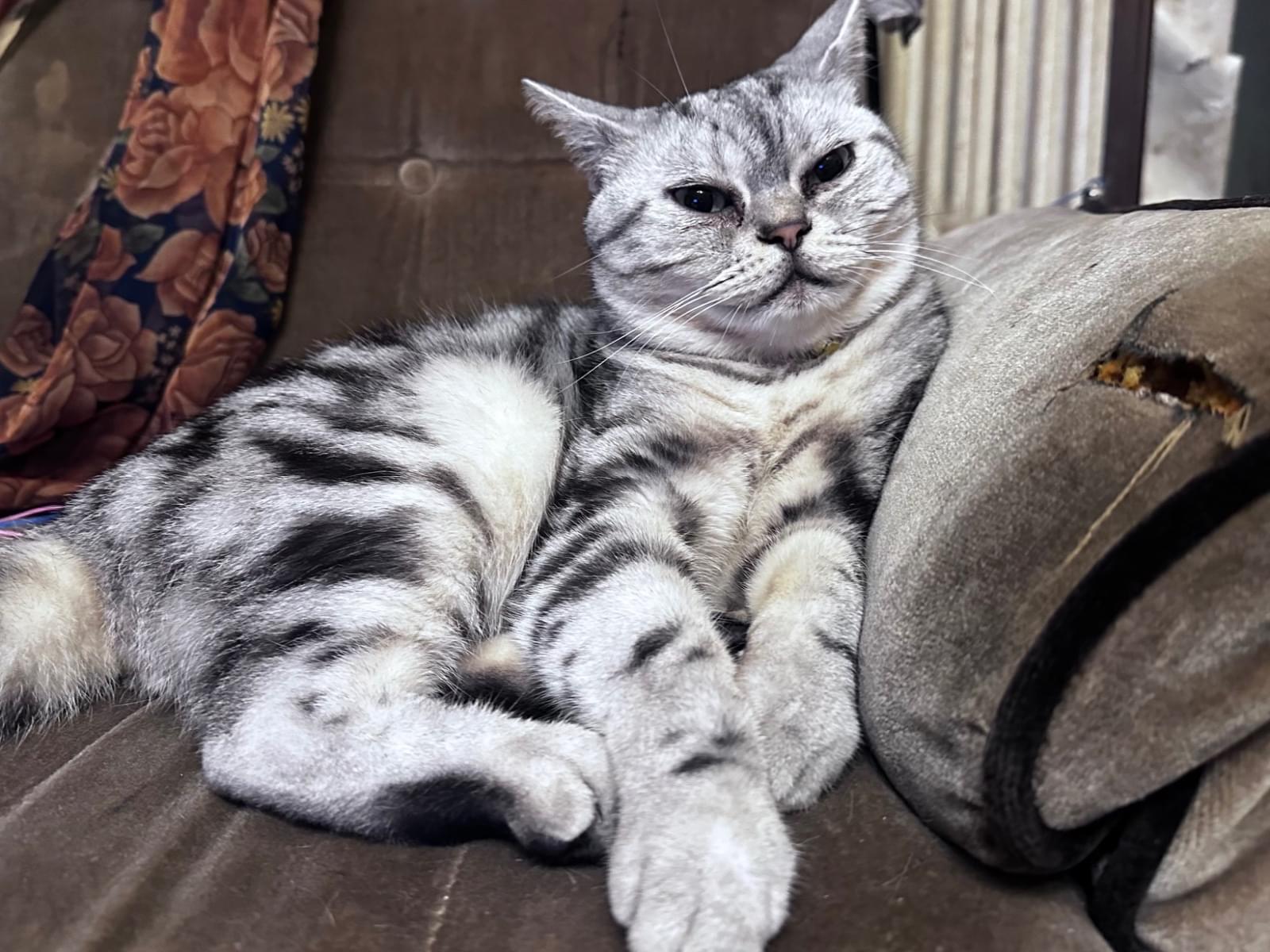 保護された猫 保護された猫