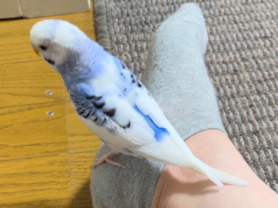 リオちゃん リオちゃん
