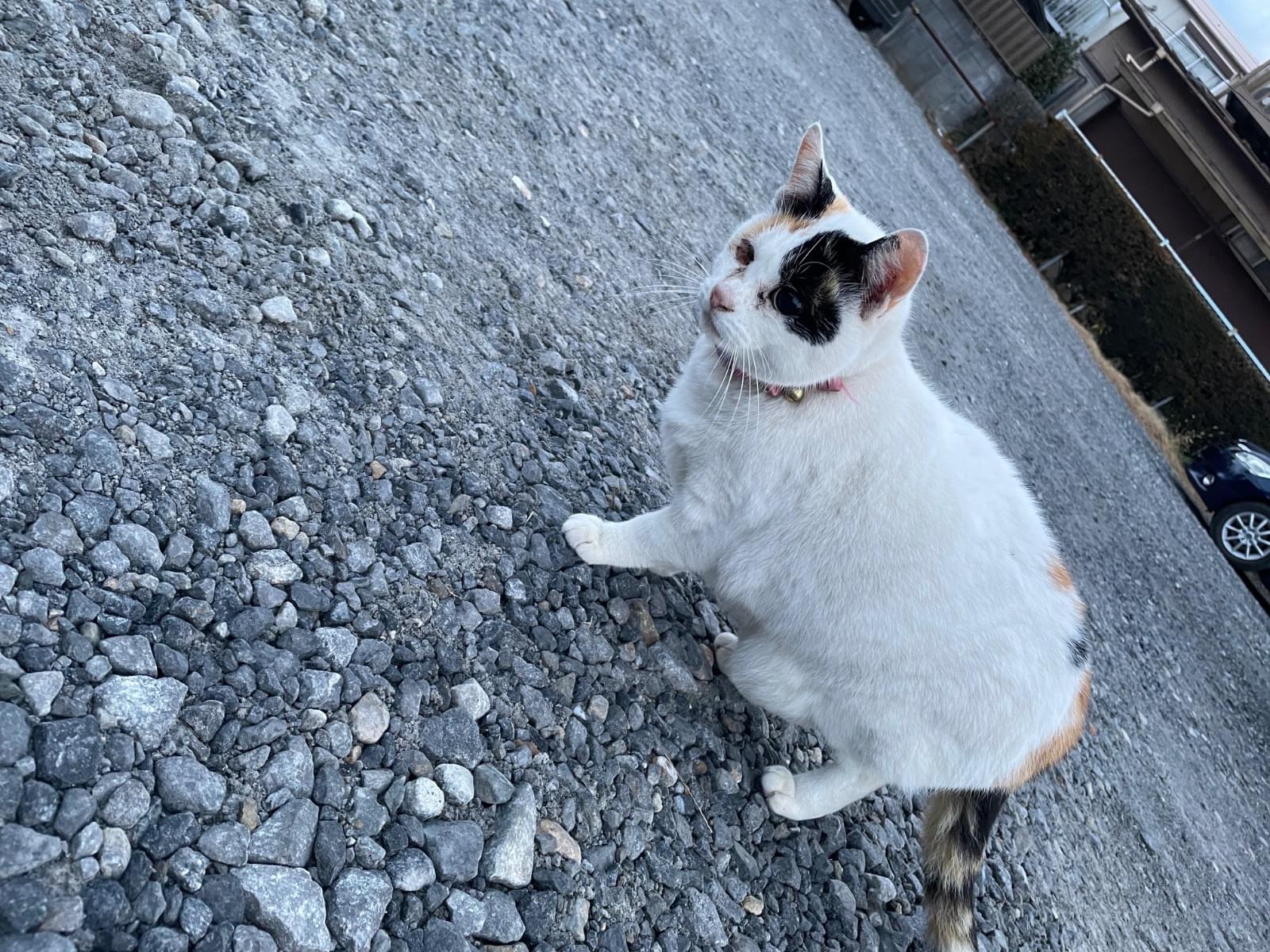 目撃された猫 目撃された猫