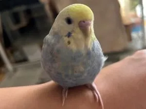 頭がレモン色で尾にかけてブルーのセキセイインコです
