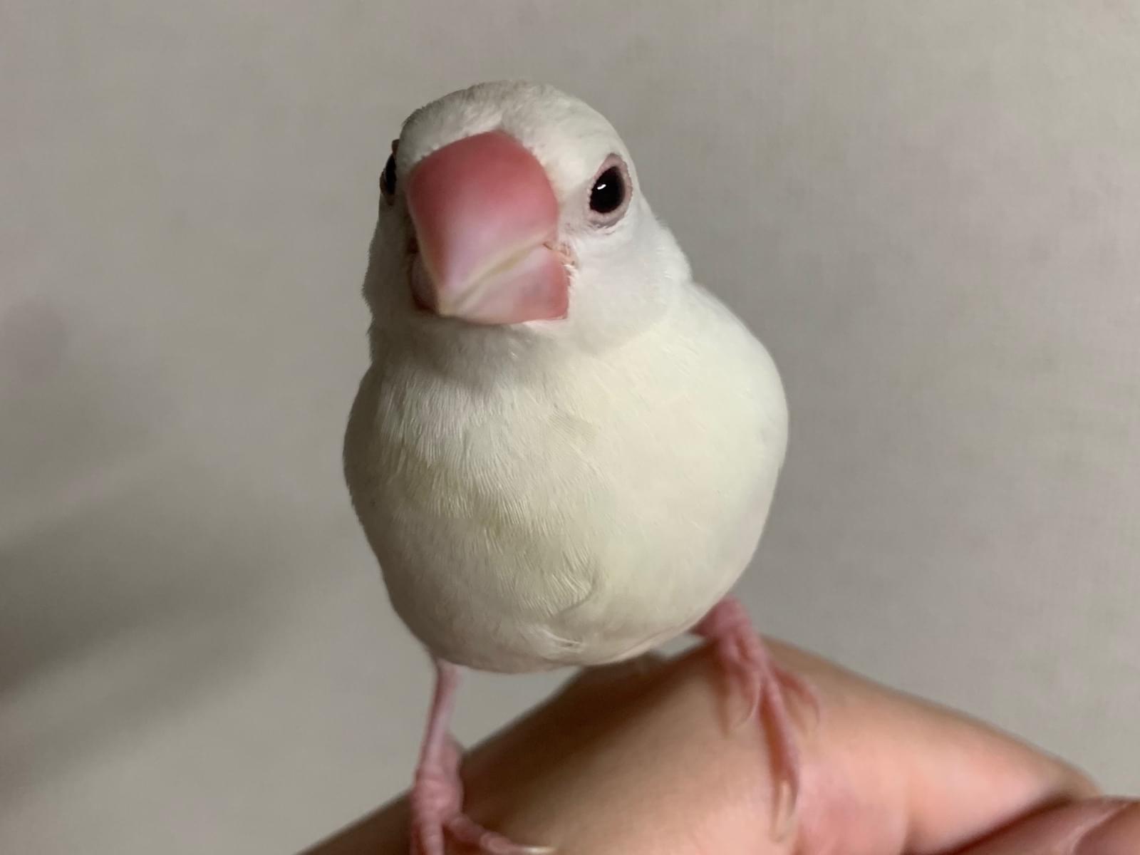 さくちゃん さくちゃん