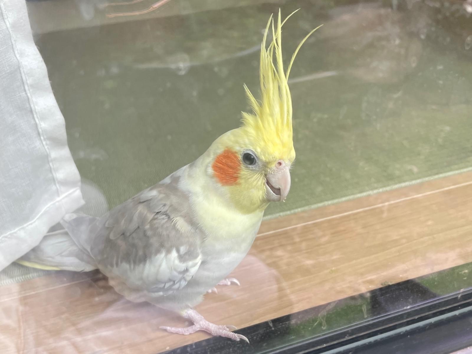 トノちゃん