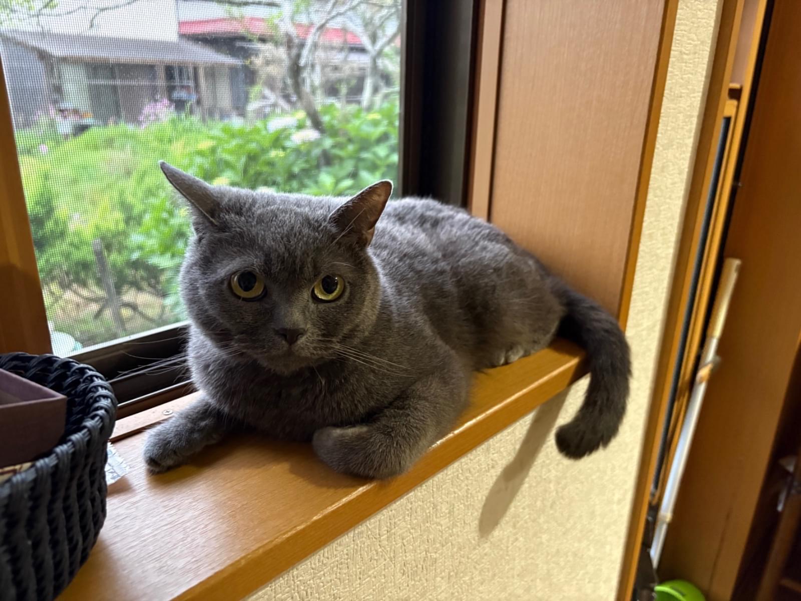キヨちゃん