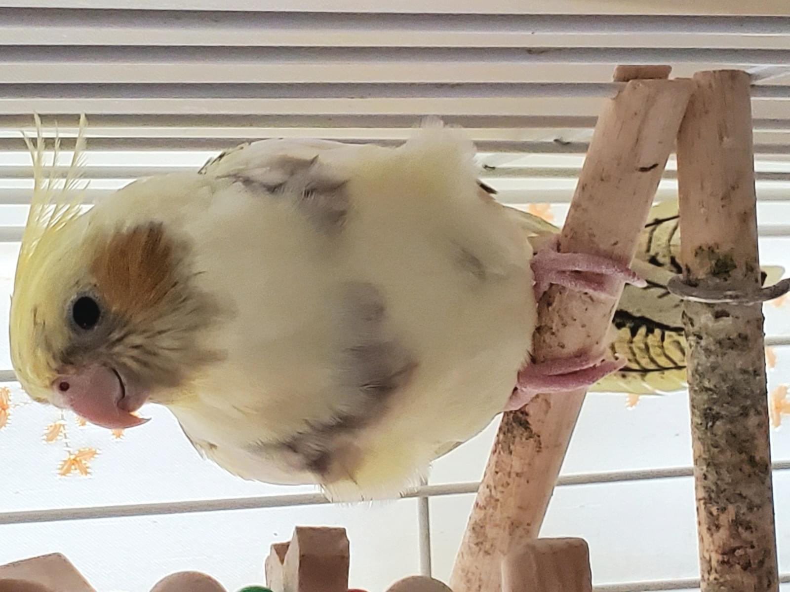 トラちゃん トラちゃん