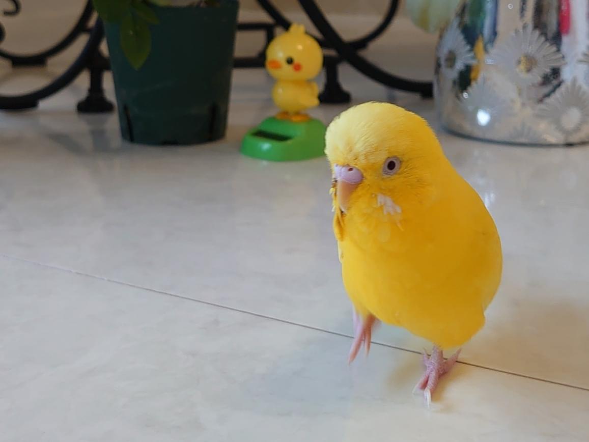 ピーコちゃん ピーコちゃん