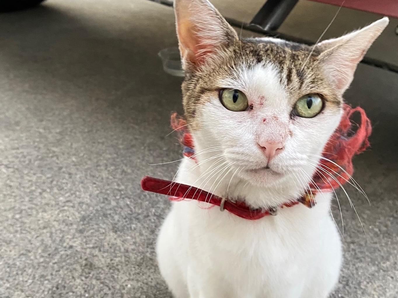 保護された猫 保護された猫