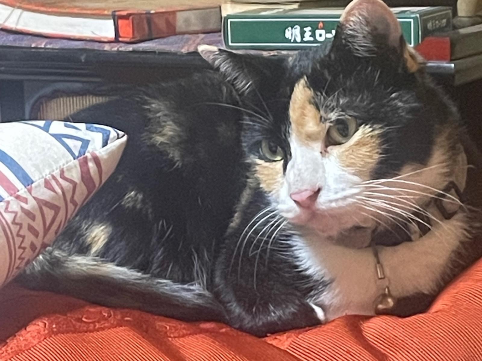 おはぎちゃん おはぎちゃん