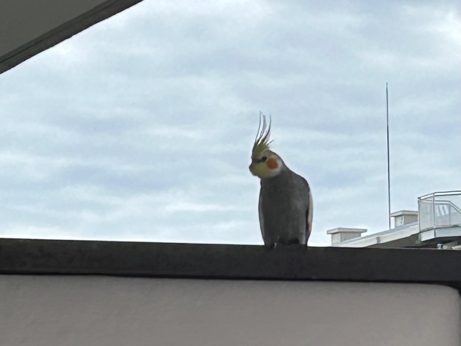 目撃された鳥 目撃された鳥