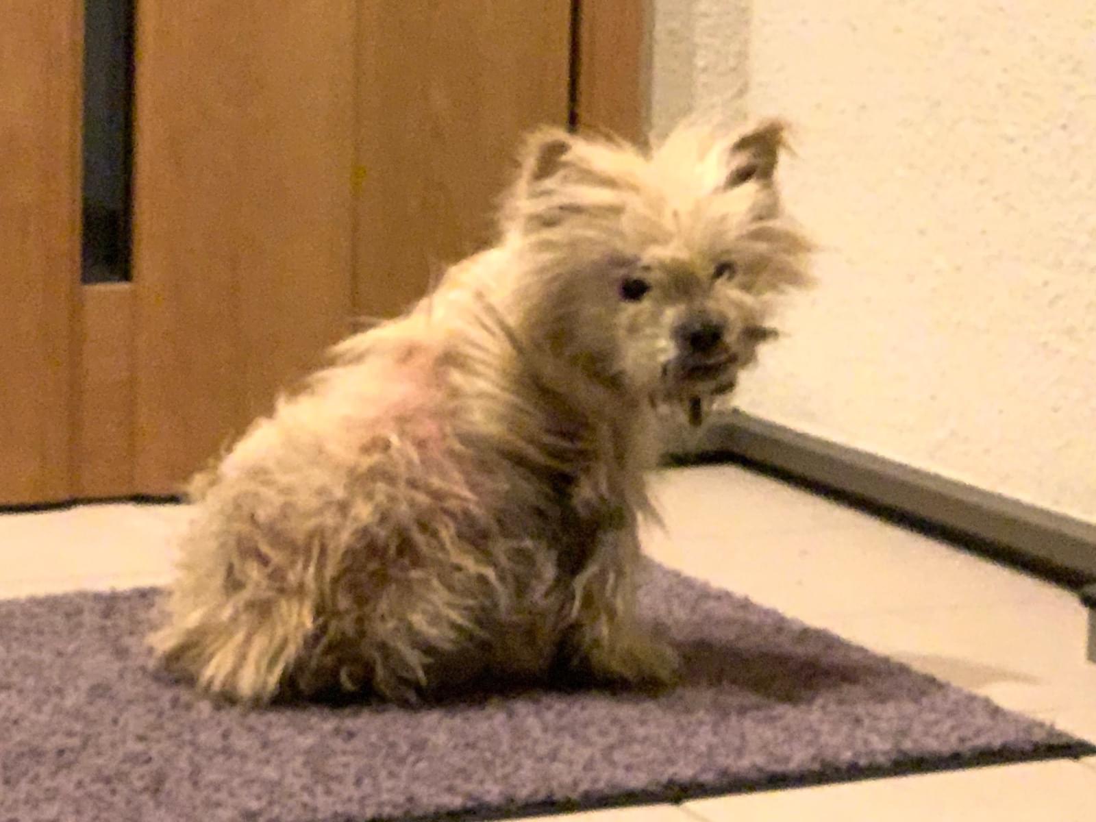 目撃された犬 目撃された犬