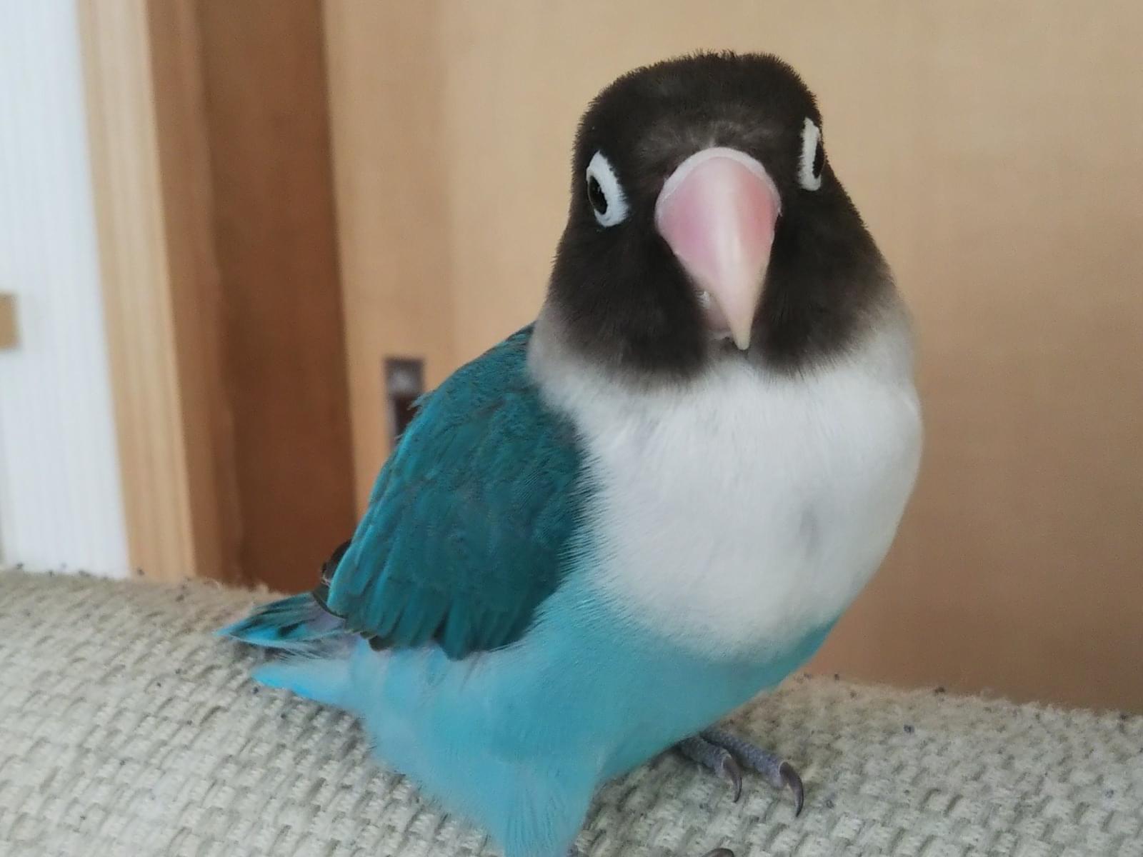ルルちゃん ルルちゃん