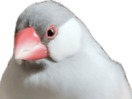 ピグちゃん ピグちゃん