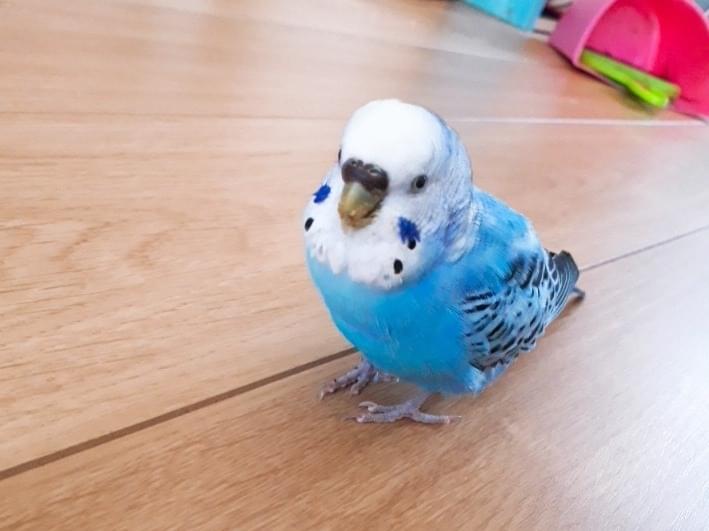 そうたんちゃん そうたんちゃん