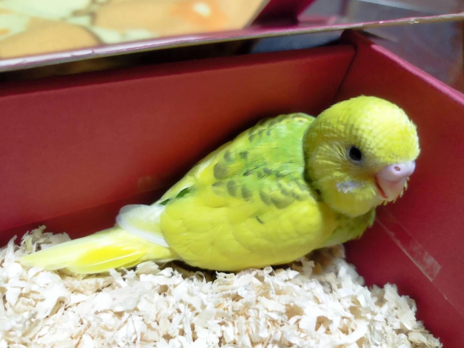 ルピちゃん ルピちゃん