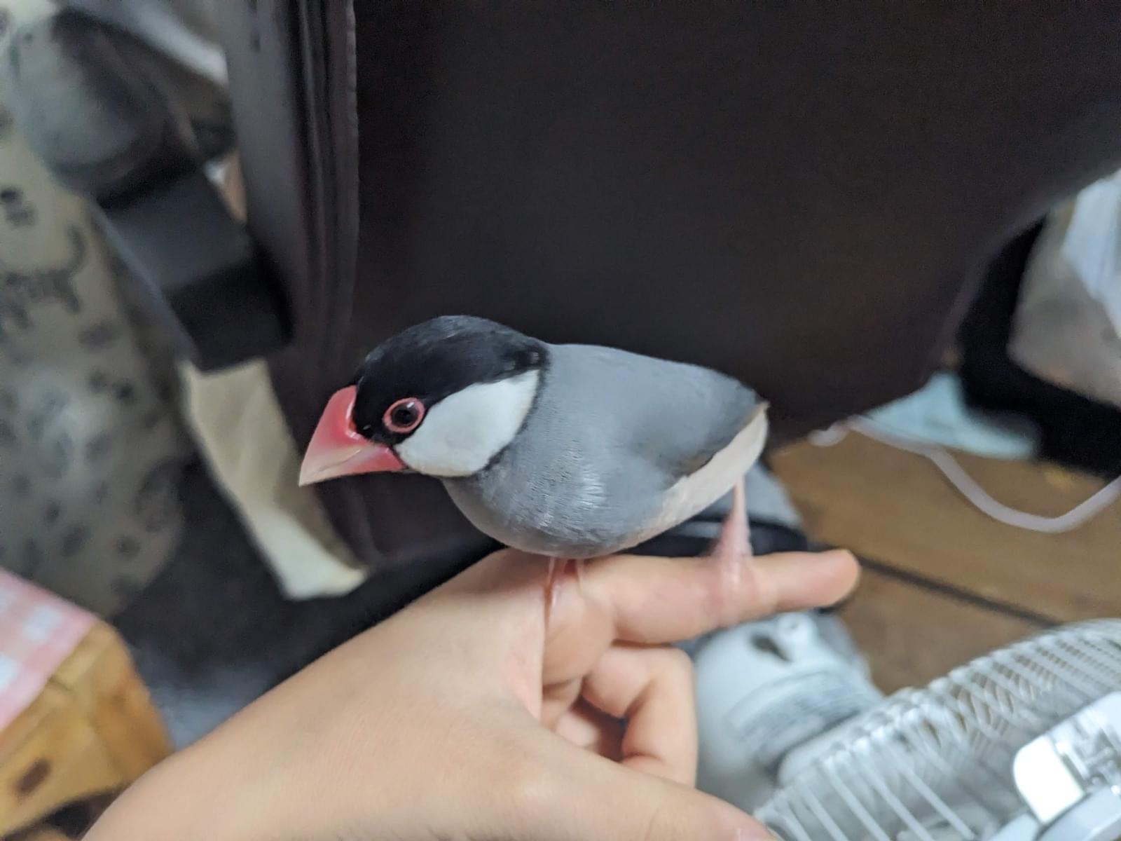 おもちちゃん おもちちゃん