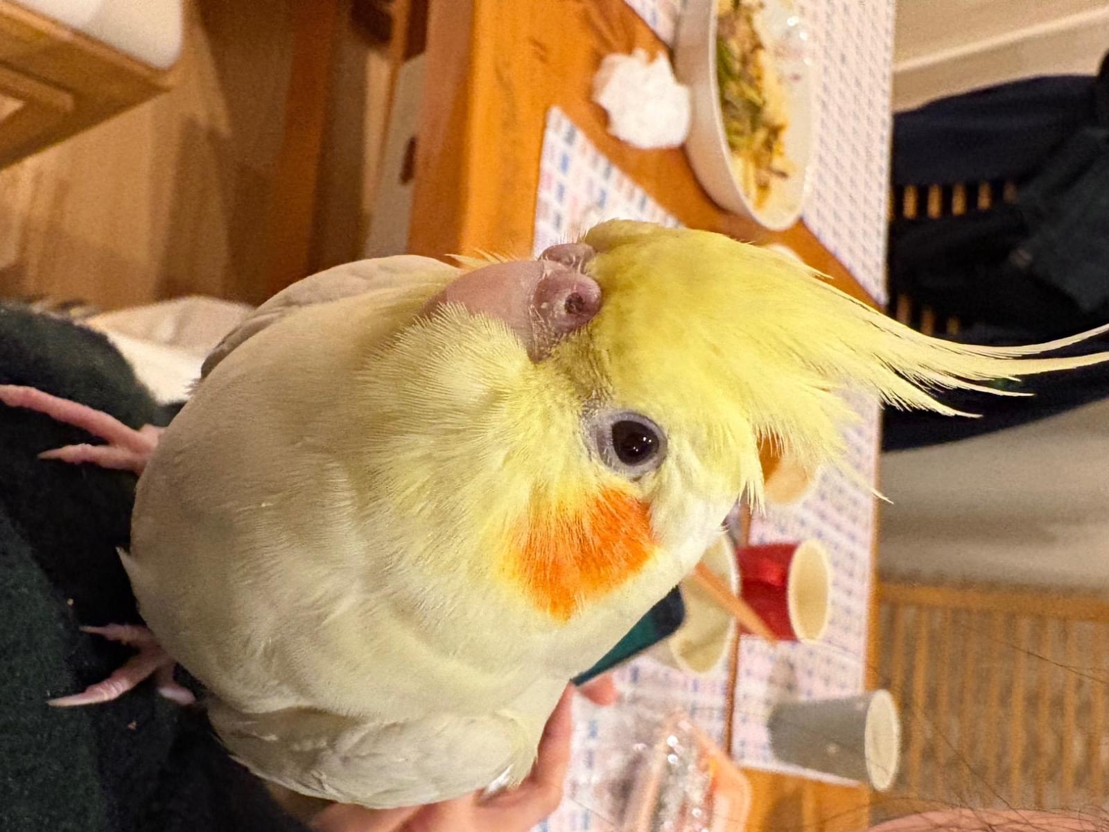 ハナちゃん ハナちゃん