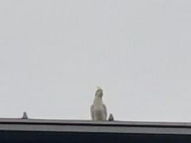 目撃された鳥 目撃された鳥