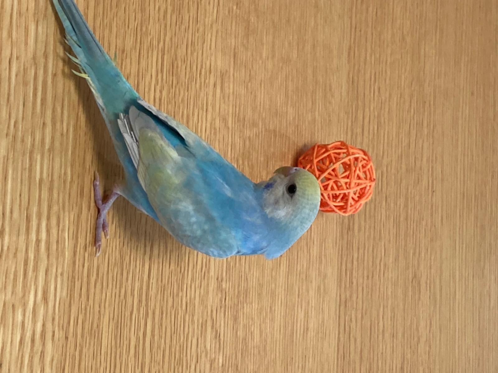 そらちゃん そらちゃん