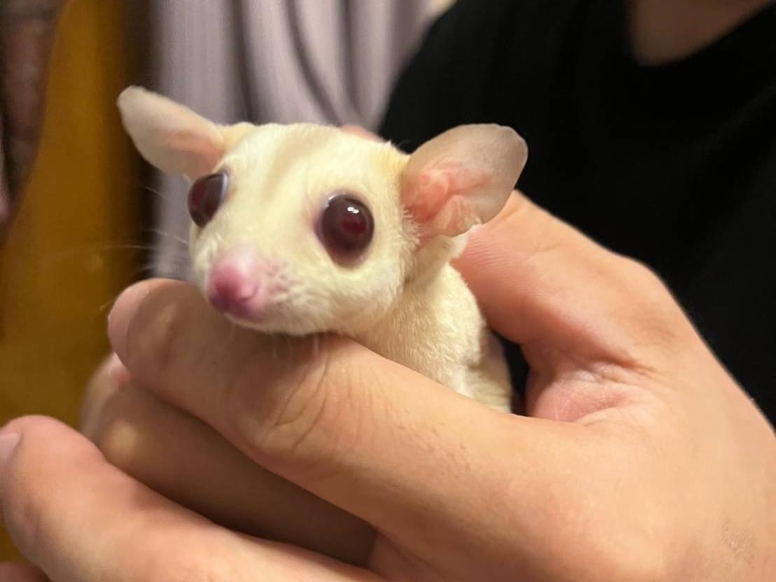 アテネちゃん アテネちゃん