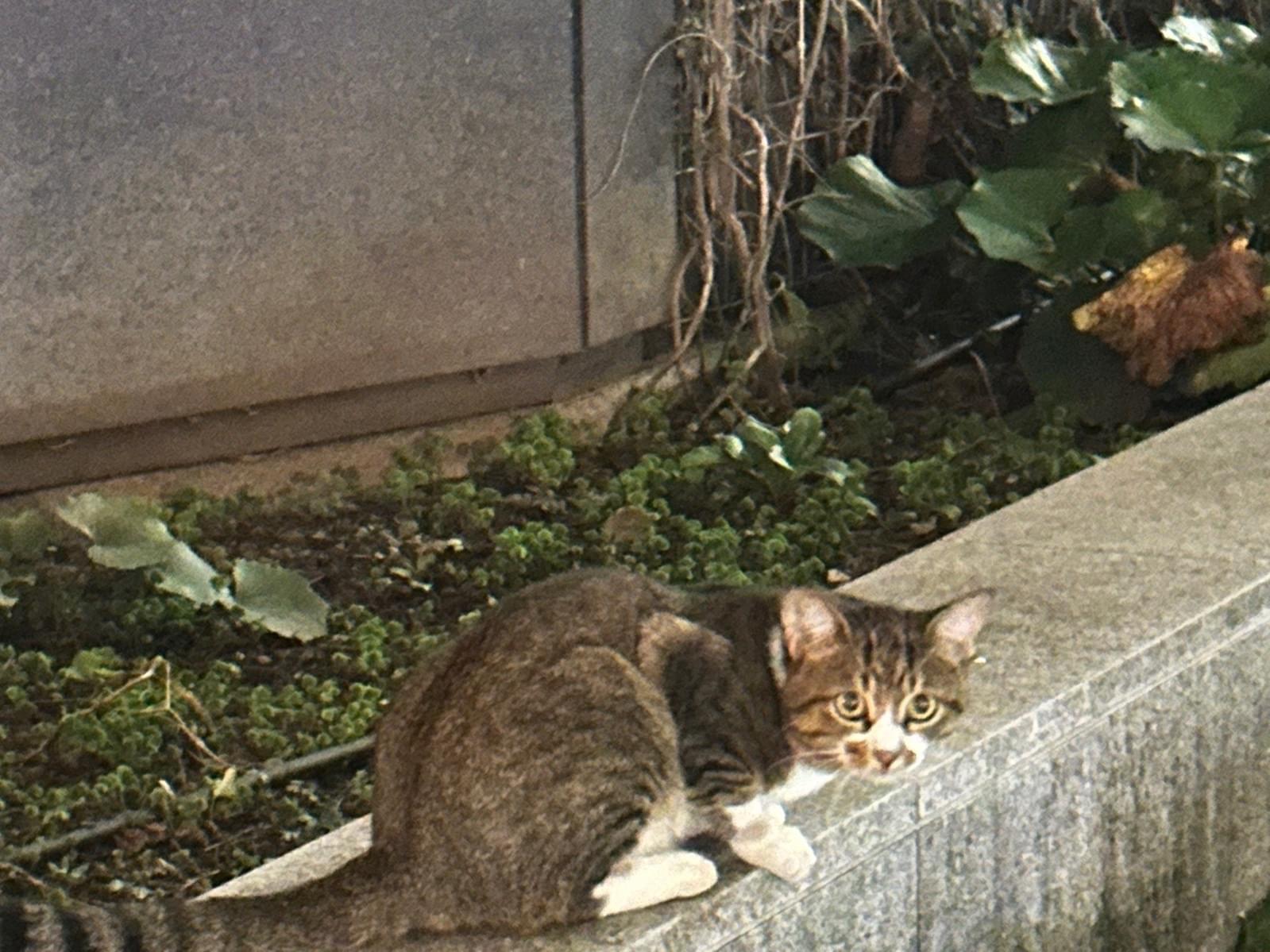 目撃された猫 目撃された猫