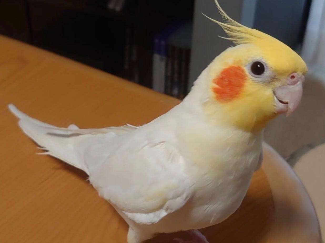 ピカソちゃん ピカソちゃん