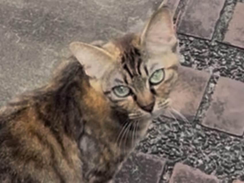 目撃された猫 目撃された猫