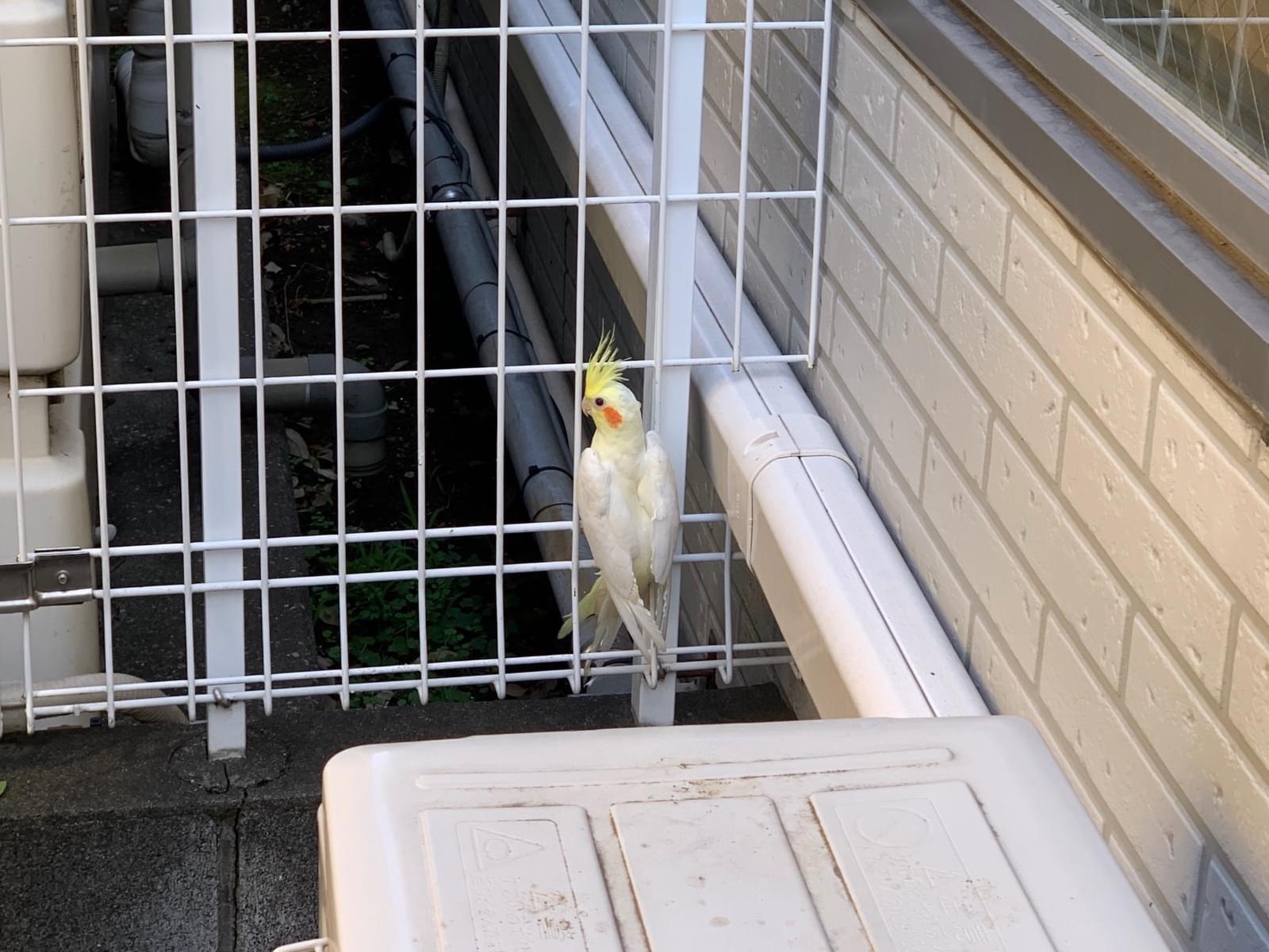 目撃された鳥 目撃された鳥