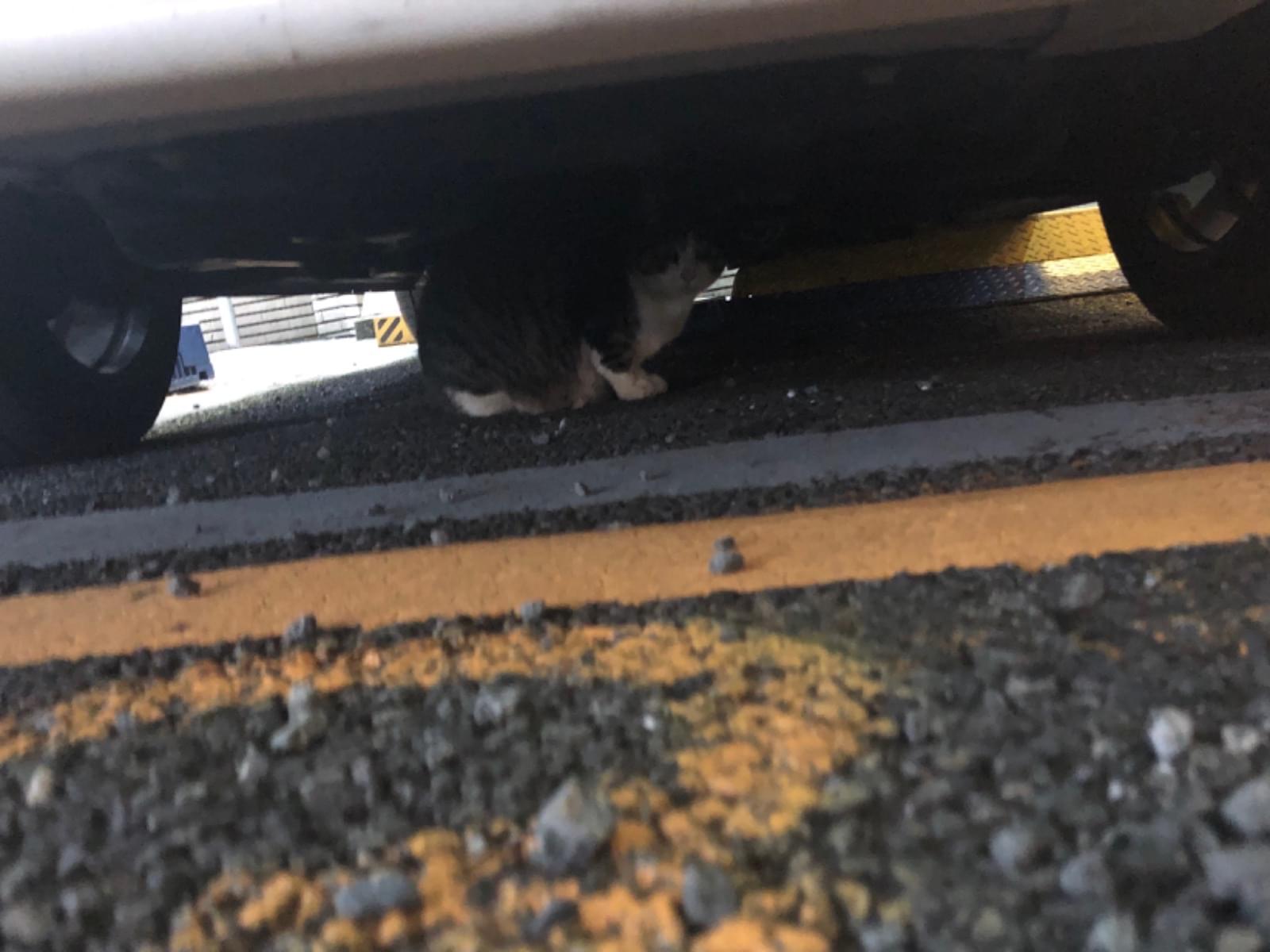 目撃された猫 目撃された猫