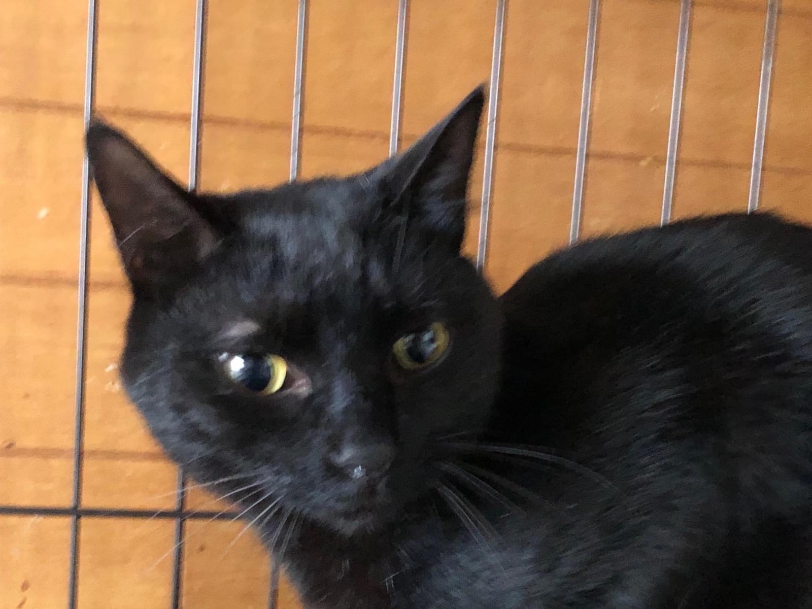 保護された猫 保護された猫