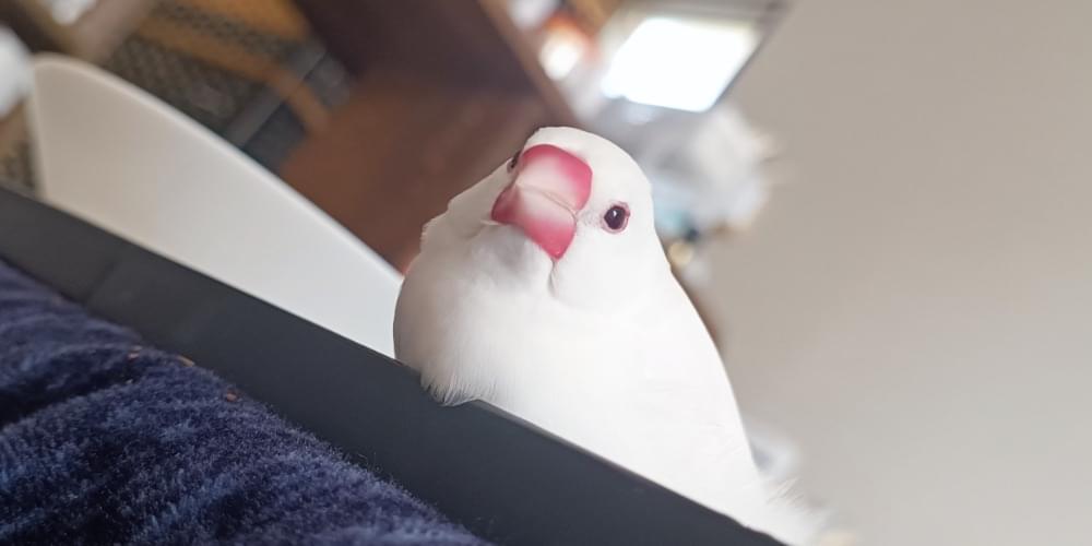 白い文鳥を探しています!換毛期の最中の子です!
