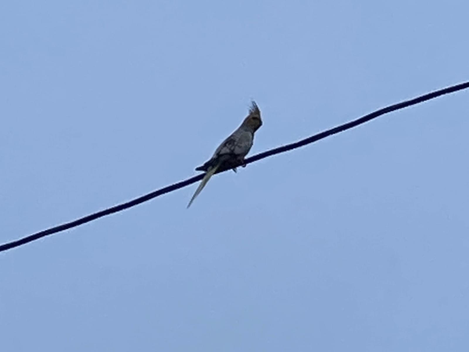 目撃された鳥 目撃された鳥