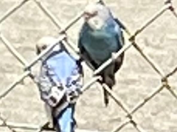 保護された鳥 保護された鳥