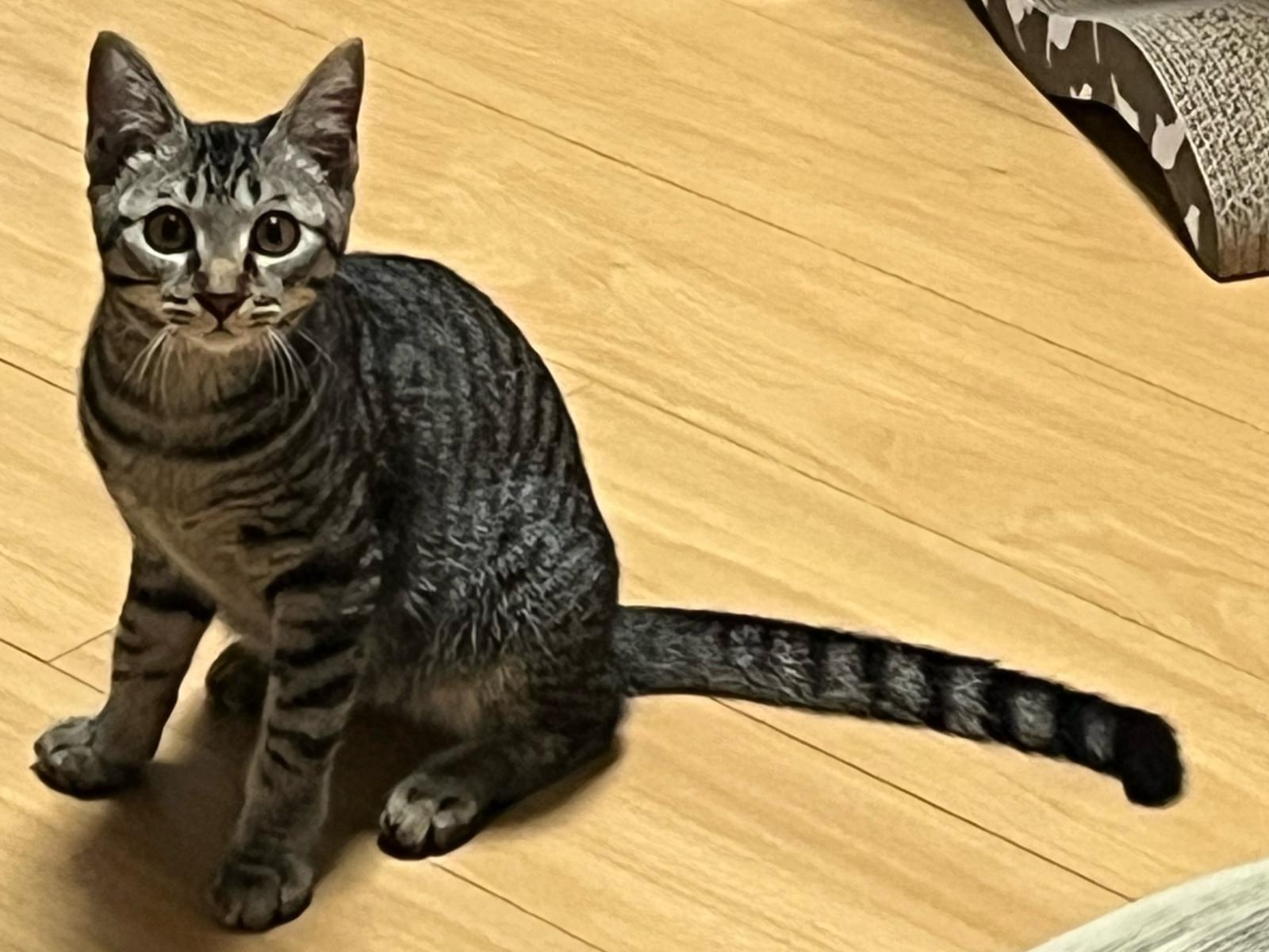きなこちゃん きなこちゃん