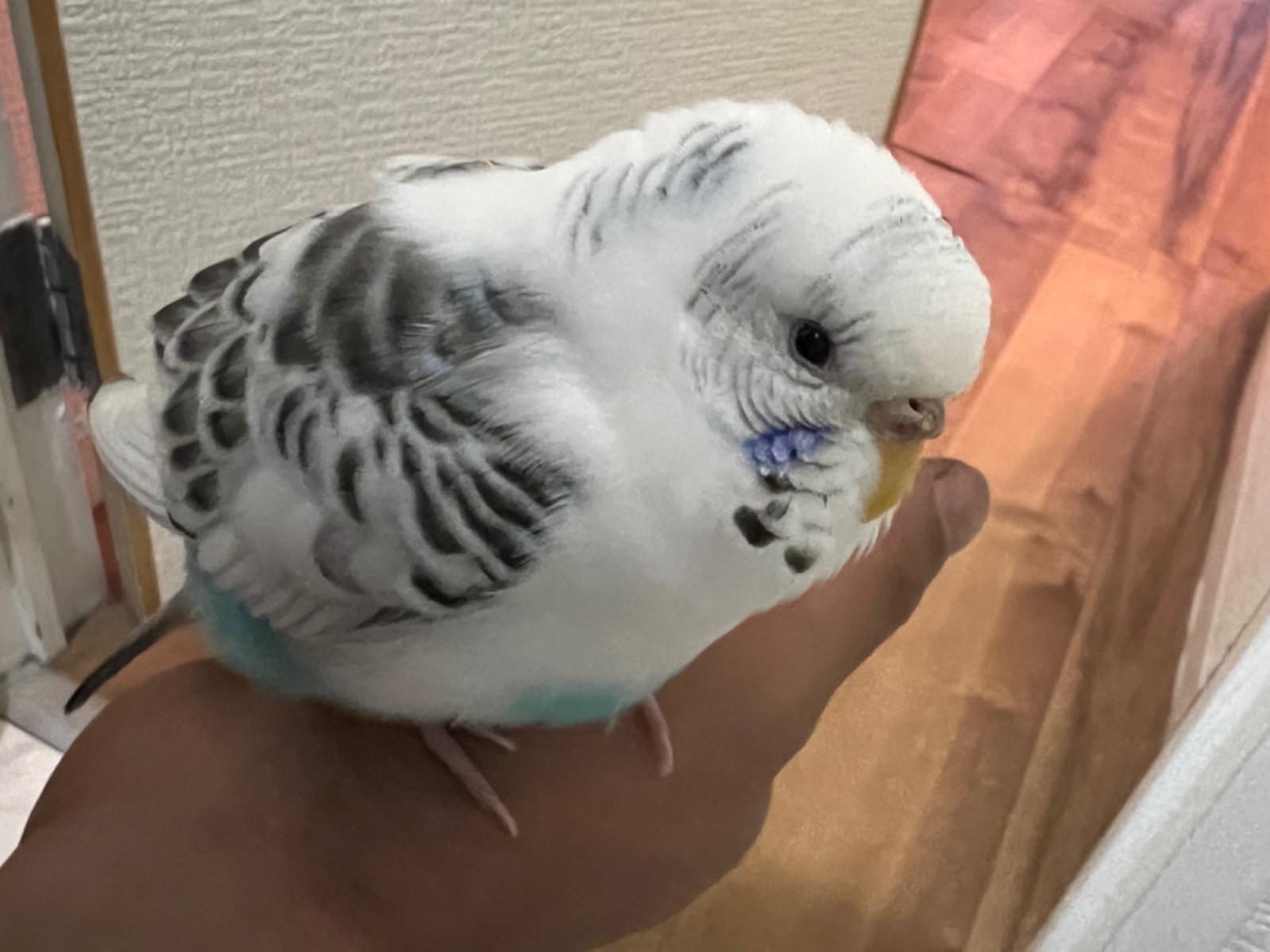 ハクちゃん ハクちゃん