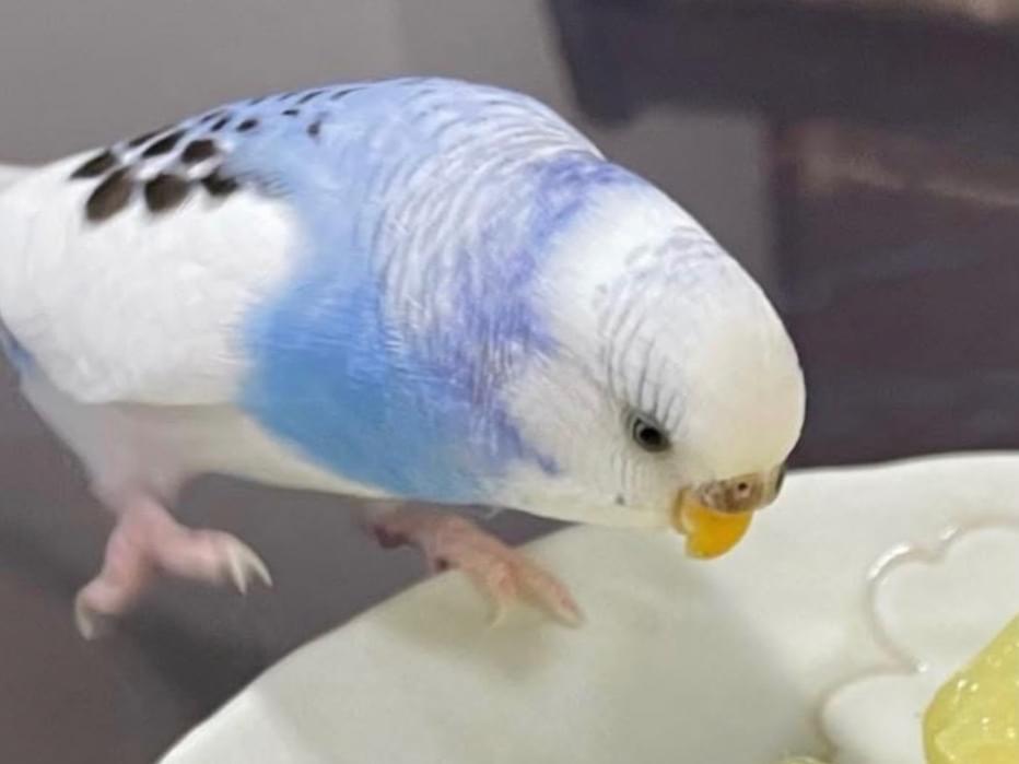 はるちゃん はるちゃん