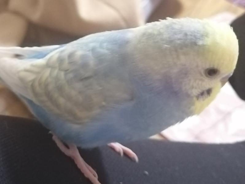 てつおちゃん てつおちゃん