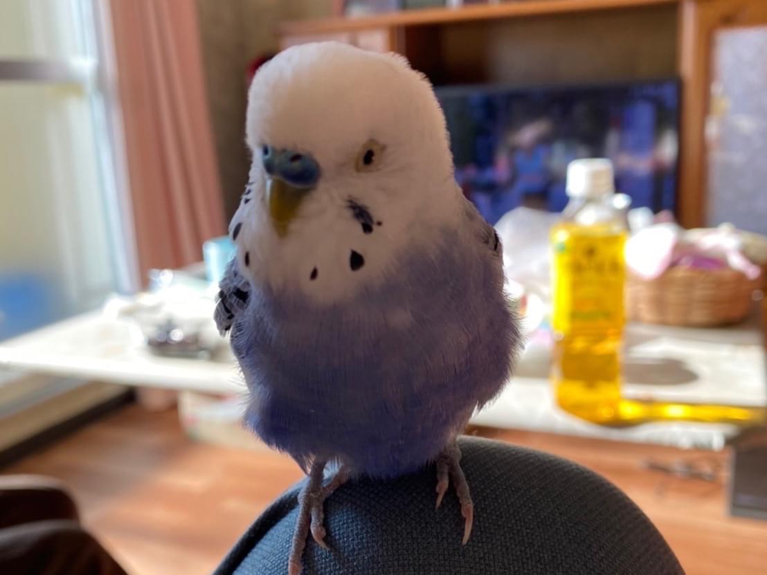 ぴーちゃん ぴーちゃん