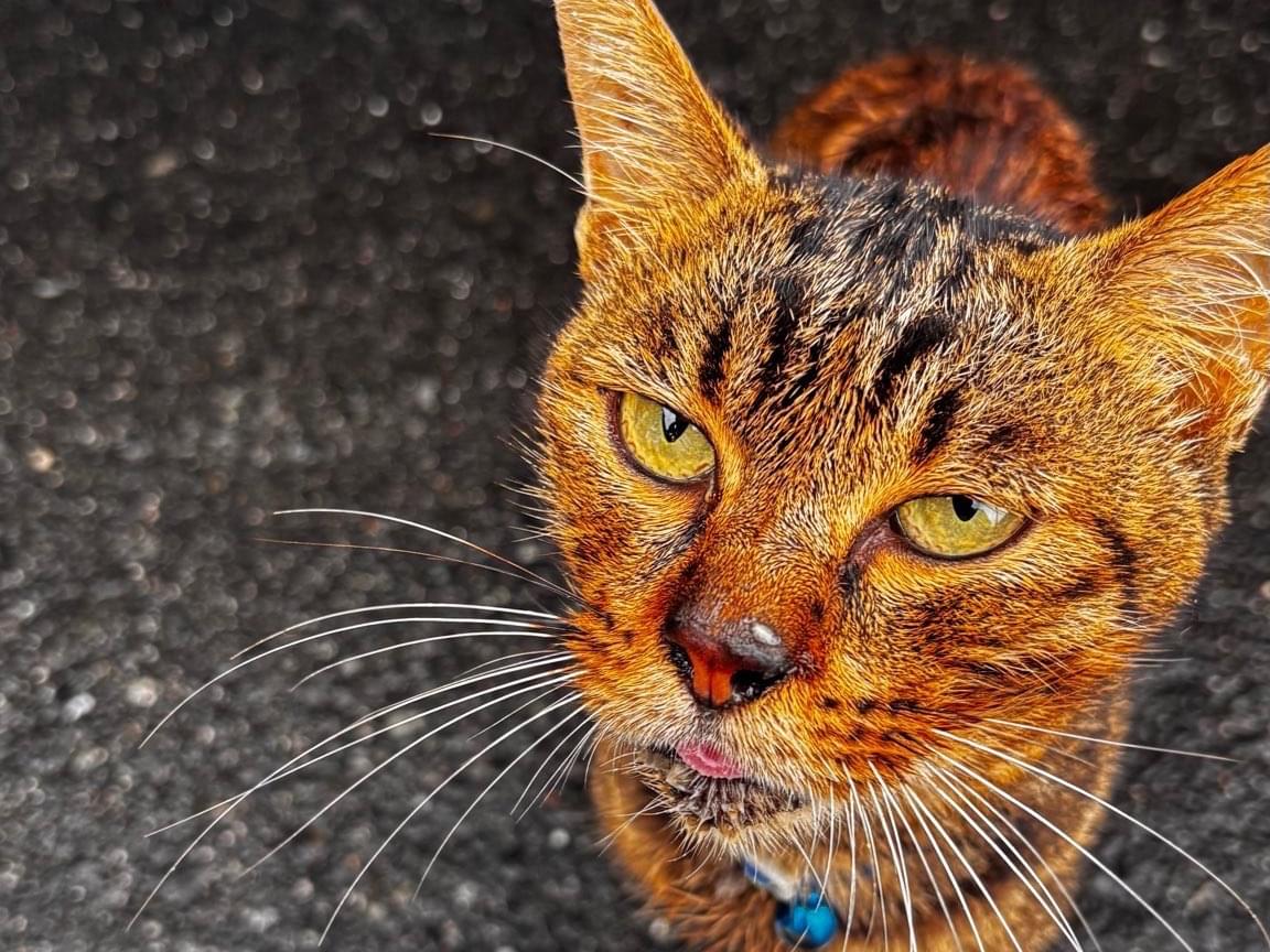 保護された猫 保護された猫