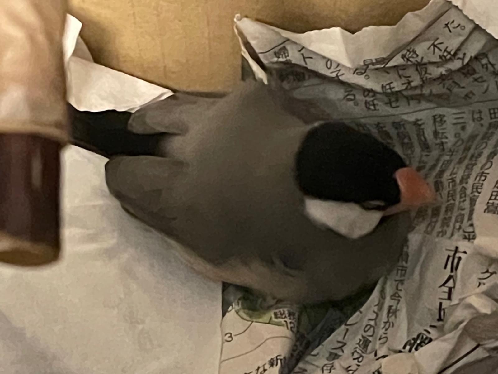 保護された鳥 保護された鳥