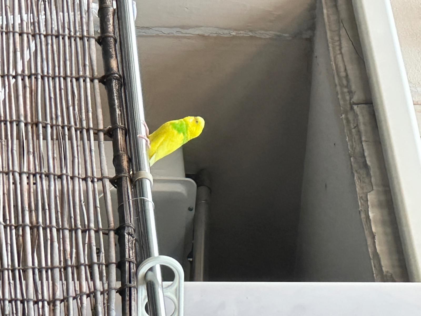 目撃された鳥 目撃された鳥