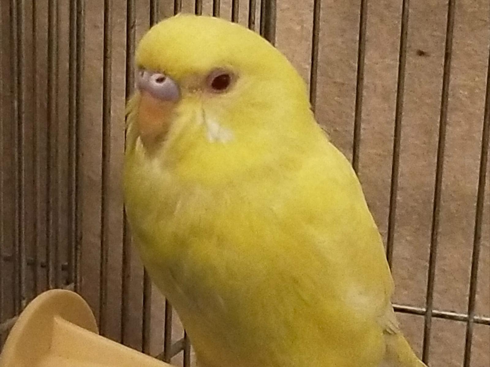 てんちゃん てんちゃん