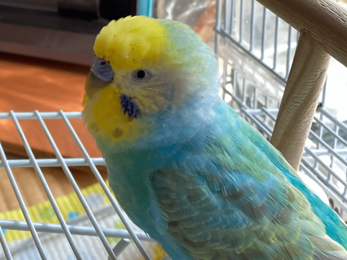 ラムネちゃん