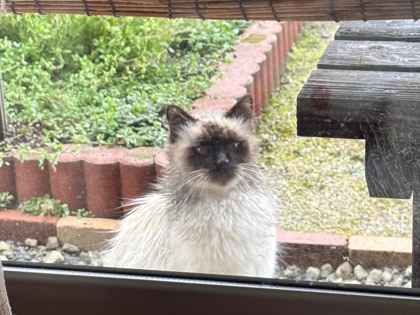 目撃された猫 目撃された猫