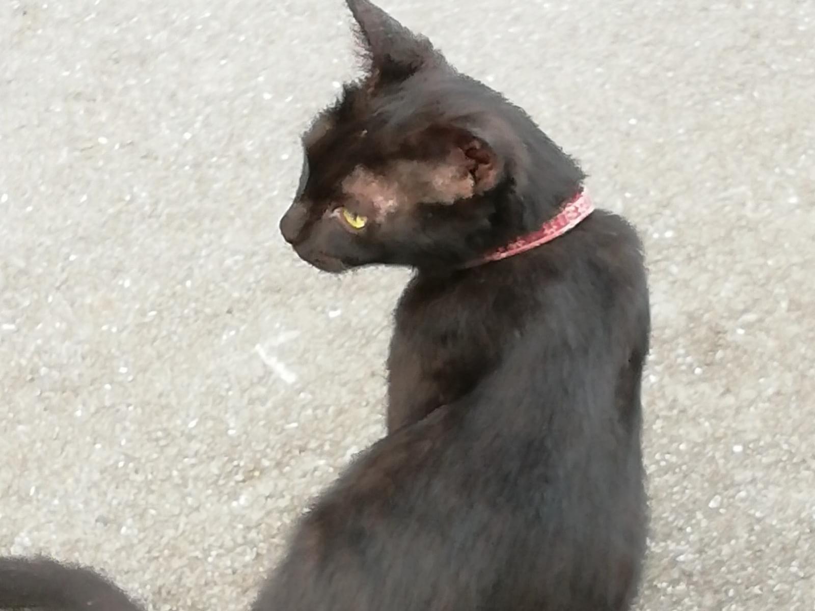 保護された猫 保護された猫