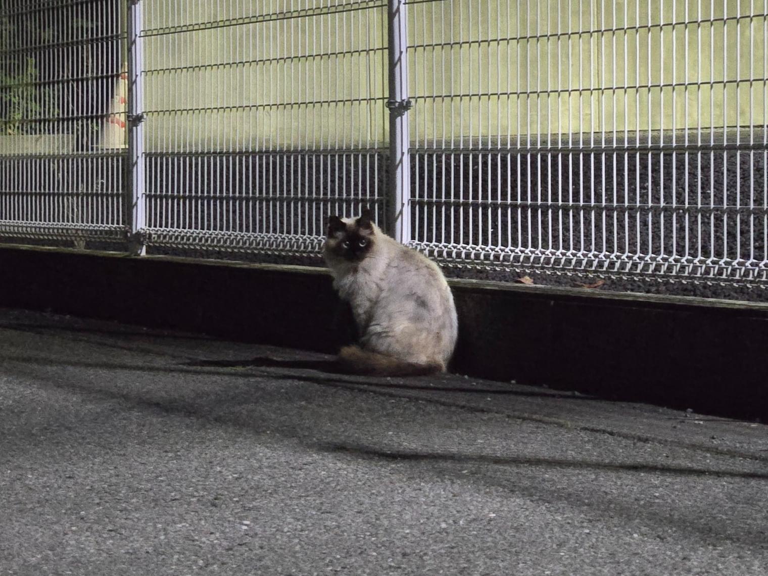 目撃された猫 目撃された猫
