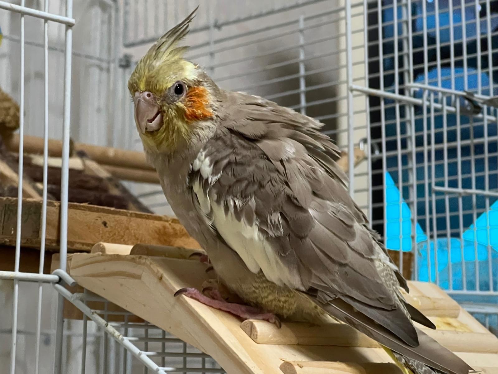 コハクちゃん コハクちゃん